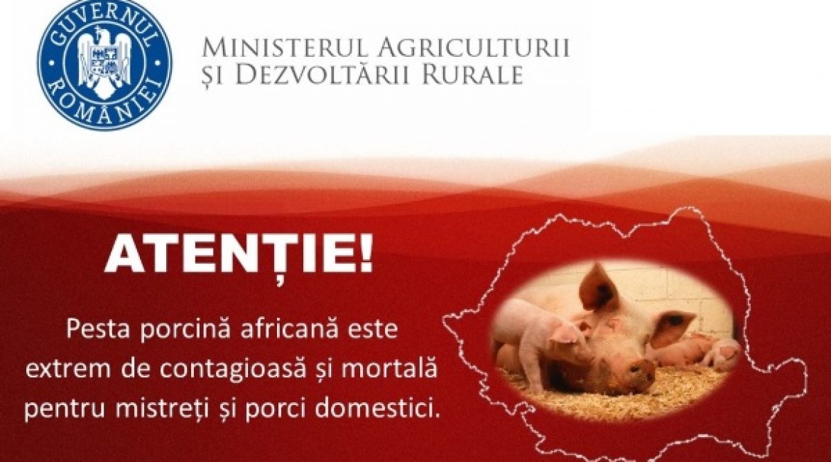 Infromare – pesta porcina africana