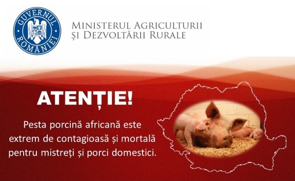 Infromare – pesta porcina africana