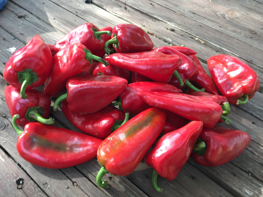 Precizări privind formele de sprijin pentru legumicultori în anul 2021