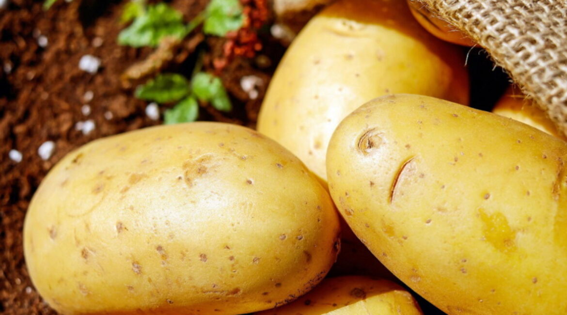Sprijin de 15 milioane de lei pentru cultivatorii de cartofi