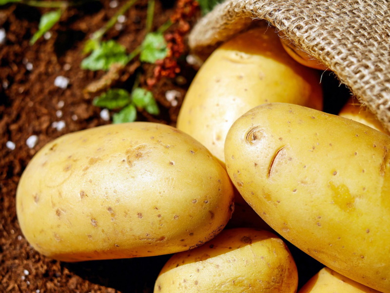 Sprijin de 15 milioane de lei pentru cultivatorii de cartofi