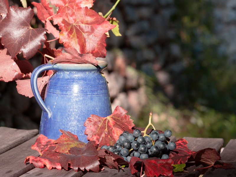 Sprijin de 15 milioane lei pentru producția strugurilor de masă